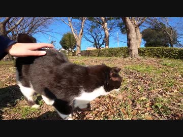 空気の乾いた日に出会ったハチワレ猫にねこじゃすりを使ったらゴロゴロ音が聞こえてきた