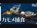 セグロカモメが大きな鯉を狙って捕食