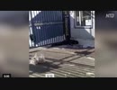 隔離のストレスで殺人事件発生／スーパースプレッダーが死亡もノーカウント