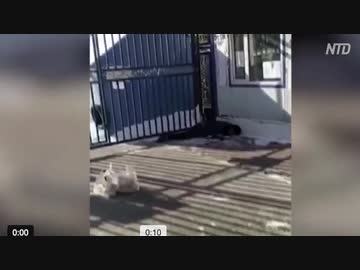隔離のストレスで殺人事件発生／スーパースプレッダーが死亡もノーカウント