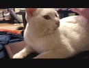 冷めた目つきの猫