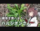 【思い切って野草を食べてみよう】#2 ハルジオンさん！