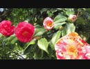 ２０２１年２月７日　ho散歩