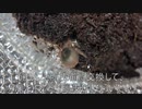 [サニートラック]タランチュラ飼育日記その８７[ほしいなぁって話]
