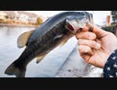 【釣り・VLOG】琵琶湖、彦根旧港でブラックバス釣り＠みやげ本陣で土産も買う！【Black Shark 3】