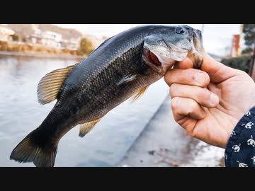 【釣り・VLOG】琵琶湖、彦根旧港でブラックバス釣り＠みやげ本陣で土産も買う！【Black Shark 3】