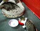 保護した子猫と去年保護したねこ　食事中