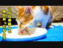 魚を余り食べない猫が「この魚だけは別格ニャ！」・・・・・・キビナゴ