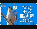【鳥の鳴き声】モズの鳴き声02鳴き真似？Bull-headed Shrike / Lanius bucephalus【wild birds sounds】身近な生き物語 百舌鳥