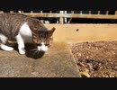 人の気配がないお寺でキジ白猫がモフらせてくれた時の表情が忘れられない