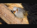 ヒヨドリの鳴き声02地鳴き