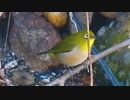 メジロの鳴き声