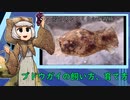 ブドウガイの飼い方、育て方