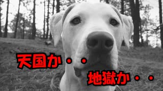 犬「わーいおでかけおでか　あれちょっとまってここ　うわああああぁぁぁ」...テンション激落ちゴールデン...しっぽブンブンの雑種犬【朗読】