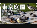 0121R【浜離宮恩賜庭園と旧芝離宮の野鳥】ホシハジロとスズガモ、キンクロハジロ。サザンカとノゲシを食べるメジロ。オオバンとカルガモ、オナガガモ。東京の野鳥スポット #身近な生き物語