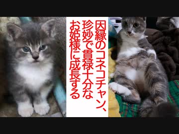 因縁のスーパーコネコチャン、成長した愛されお姫様っぷりを見せつける