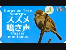 スズメの鳴き声01