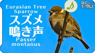 スズメの鳴き声01 ニコニコ動画