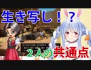 【まるで生き写し！？】「ぺこら」と「ぺろ」共通点の多い２人【ホロライブ／兎田ぺこら／ドラゴンクエストビルダーズ2】