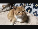 指をペロリする猫