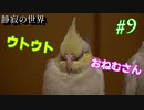 【静寂の世界】#9 思わずウトウトするオカメちゃん