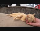 私の手の中でうっとりしてしまう野良猫にキュンとしてしまう