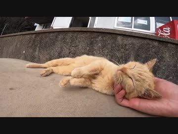 私の手の中でうっとりしてしまう野良猫にキュンとしてしまう