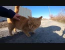 茶トラ猫を少しモフって立ち去ろうとしたら猫語で喋りながら追いかけてくる