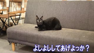 【眉猫】従業ニャン紹介　ククちゃん