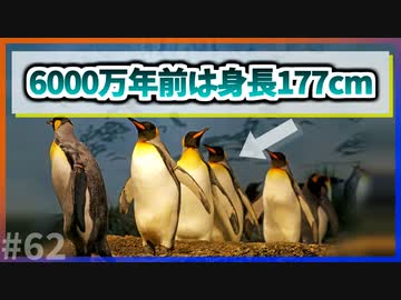 【ゆっくり解説】6000万年前のペンギンの身長は177cmだった【今日の豆知識】