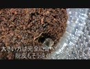 [鬼滅に]タランチュラ飼育日記その８９[タランチュラいた]