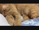 第913位：猫も寝息立てるんだなと…