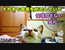 食欲のない保護猫に初めてのちゅーる「猫缶もあるよ」