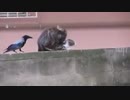 ママー、あれなにしてんのー？