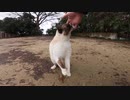 雨上がりのキャンプ場で狸みたいな野良猫が超絶甘えてくる