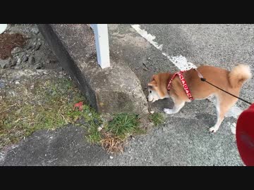 雌(メス) なのに雄(オス) みたいに立ちションする シバイヌ
