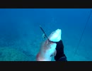 【魚突き】奄美大島 スジアラ 2020年4月15日