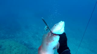 【魚突き】奄美大島 スジアラ 2020年4月15日