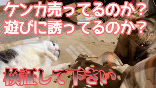 この猫はケンカ売ってるのか、遊びに誘いたいのか検証してください。