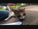神社の敷地にいた美しい白サバ猫が人懐っこくて可愛すぎる