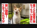 棄てられ保護子猫、珍獣とは一味違う賢さを見せる