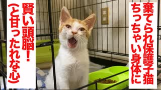 棄てられ保護子猫、珍獣とは一味違う賢さを見せる