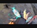 【魚突き】奄美大島 ブダイ 2020年4月19日