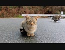 頭を撫でると飛び上がって喜ぶ子猫が可愛過ぎる
