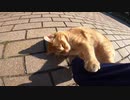 野良猫達の集会に参加し、ねこじゃすりを使ったら「ニャンだこれは！」と興味津々だったｗ