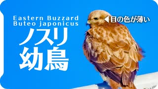 かわいい子供の猛禽類がまったり02【鳥仕草】ノスリ幼鳥【動物と音楽】アンビエントインスピレーション Angel Guides 　Jesse Gallagher【瞑想用BGM】