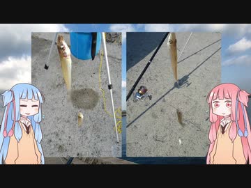 琴葉姉妹と楽しく釣っておいしく食べて　～その５　晩秋の落ちギス狙い～