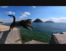 猫島で空飛ぶ猫の撮影をしてみたゾ