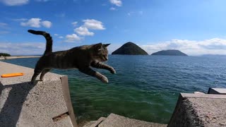 猫島で空飛ぶ猫の撮影をしてみたゾ