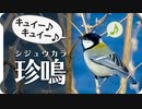 シジュウカラの特殊な鳴き声（キュイーキュイー♪）（四十雀鳴き声05）【鳥の鳴き声】 birdsong of Japanese Tit  身近な生き物語【wild birds sounds】